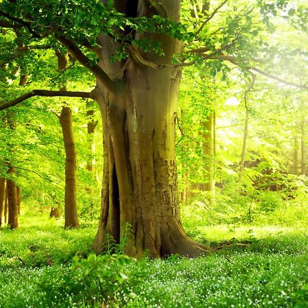 Ferienwohnung Am Weltnaturerbe Grumsin Ziehten ภายนอก รูปภาพ