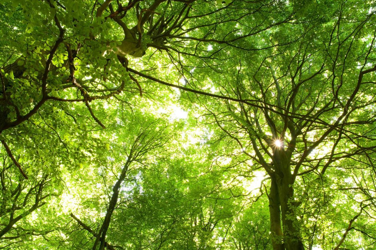 Ferienwohnung Am Weltnaturerbe Grumsin Ziehten ภายนอก รูปภาพ