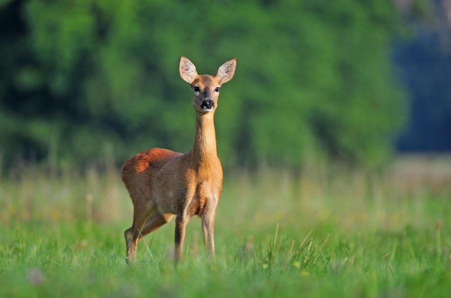 Ferienwohnung Am Weltnaturerbe Grumsin Ziehten ภายนอก รูปภาพ