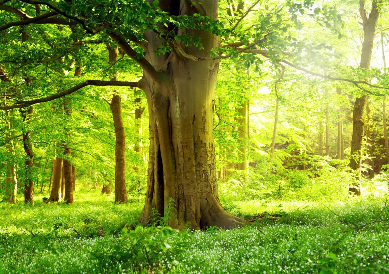 Ferienwohnung Am Weltnaturerbe Grumsin Ziehten ภายนอก รูปภาพ