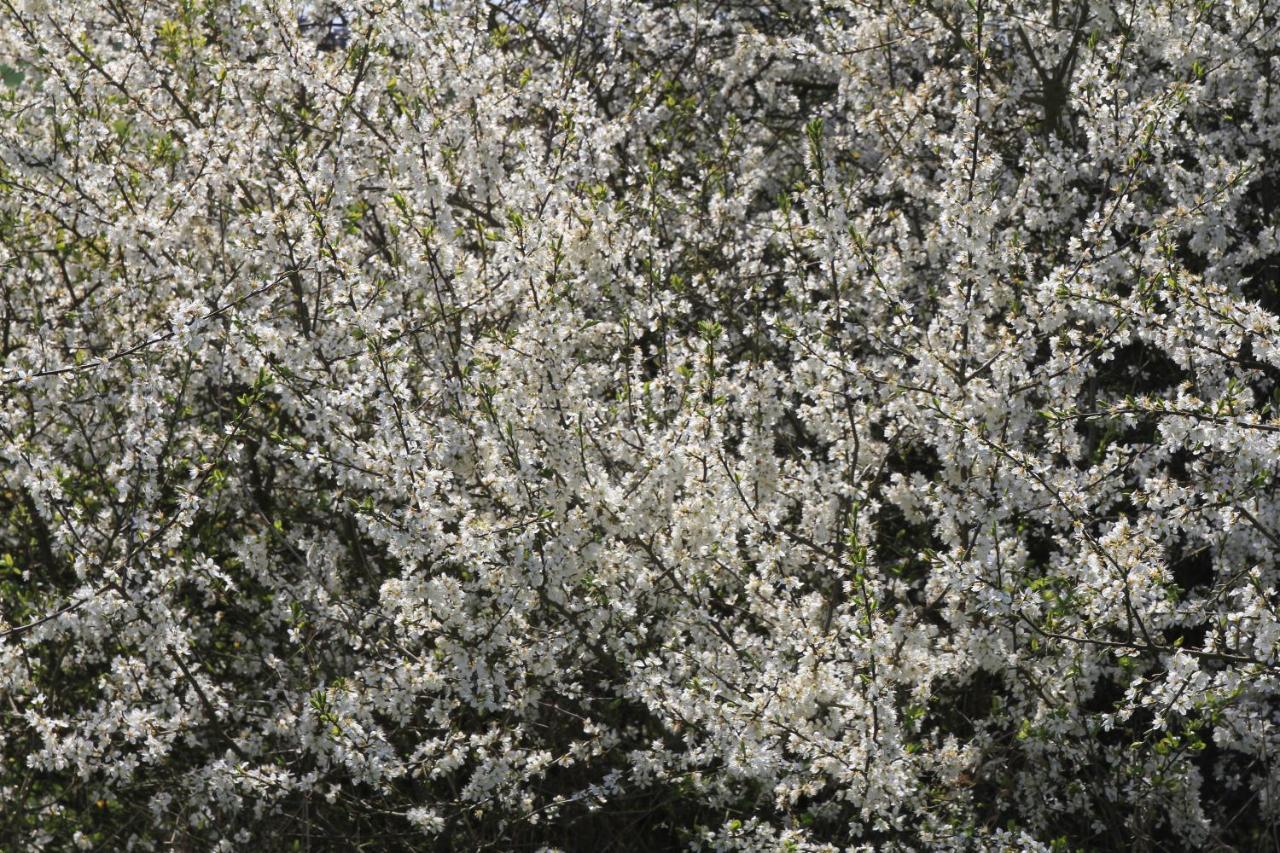 Ferienwohnung Am Weltnaturerbe Grumsin Ziehten ภายนอก รูปภาพ