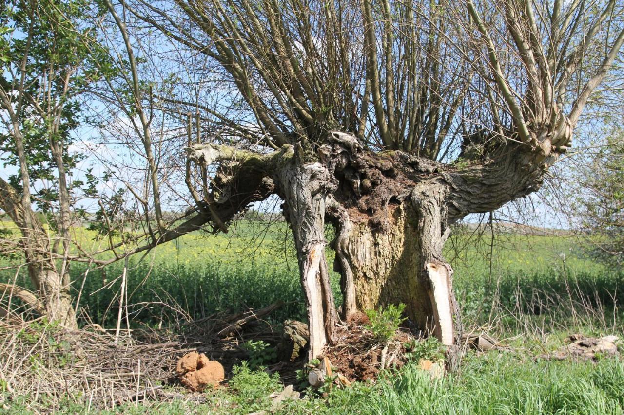 Ferienwohnung Am Weltnaturerbe Grumsin Ziehten ภายนอก รูปภาพ